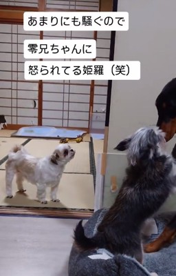 見に来た同居犬