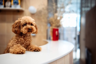 受付から身を乗り出す犬