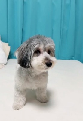 飼い主さんを見るこりきくん