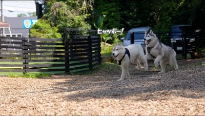 ドッグランを駆け回る2匹の犬