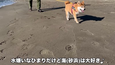 柴犬のひまりちゃん