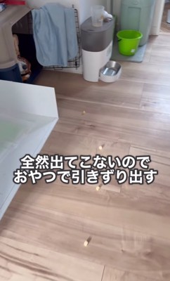 お菓子を仕掛ける飼い主