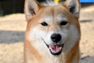 笑顔の柴犬