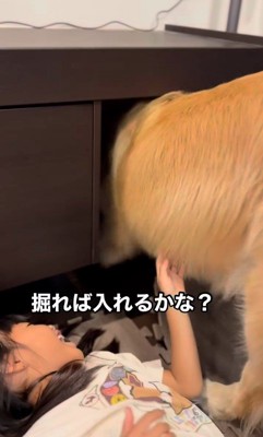 テーブルの下に入りたいシンバくん8