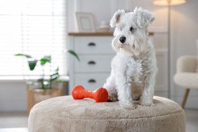 おもちゃの隣に座っている犬