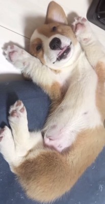 前足を上げた姿で寝ている犬