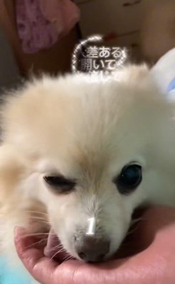 まりもちゃんの変化8