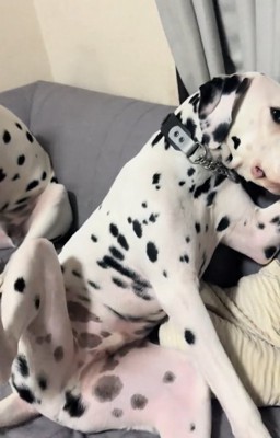 ソファの上でお腹を見せながら顔を逸らしまくるダルメシアン