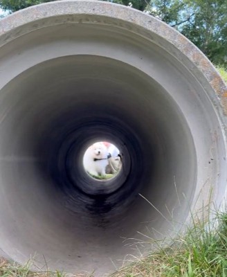 ドッグランでの出来事