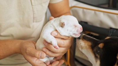 子犬を抱っこするリチャードさん