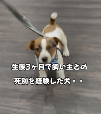 リードをつけて歩く子犬
