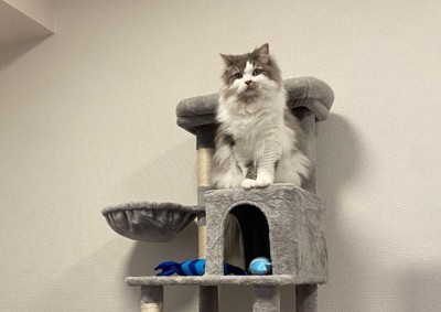 キャットタワーを設置したら…