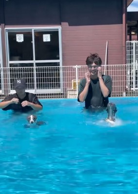 泳ぎは始める犬たち