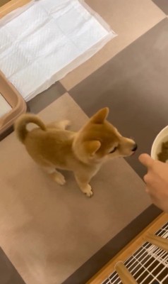 えだまめ君の初めての「待て」7