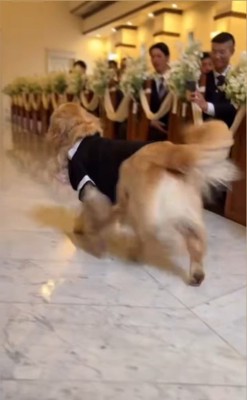 リングドッグに挑戦するジャックくん9