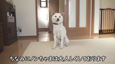 パパとお留守番