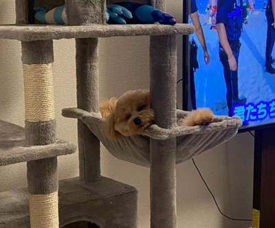 猫化したわんこに爆笑♪