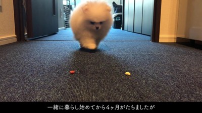 フワッフワなわんこに！