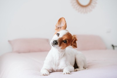 ベッドで首を傾げる犬