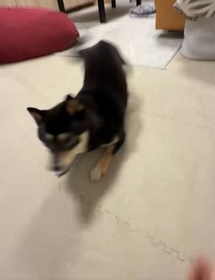 避ける犬