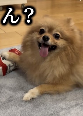 成犬になったカメラ目線のポメラニアン
