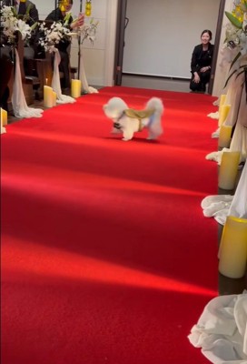 ミロちゃんがリングドッグに挑戦5