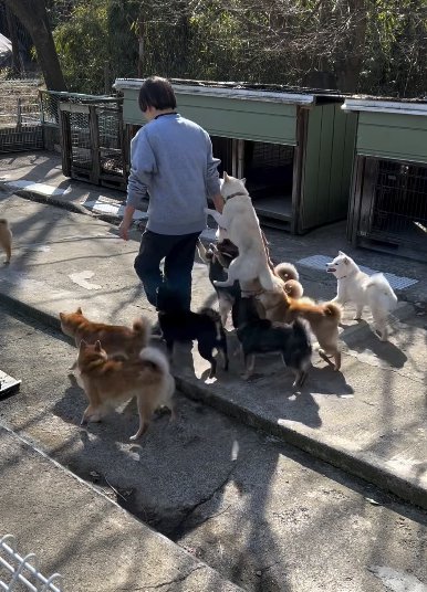 犬舎前の広場でオーナーと走るたくさんの柴犬たち