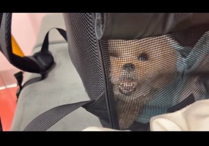 衝撃の顔のらなちゃん2