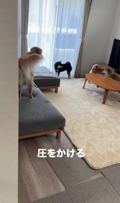 ソファを奪取して制圧