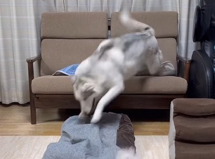 クッションに飛び掛かる犬