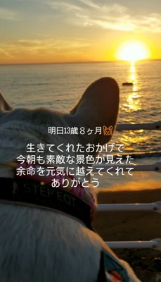 海辺で朝日を見つめる犬