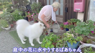 おばあちゃんとアイスちゃん
