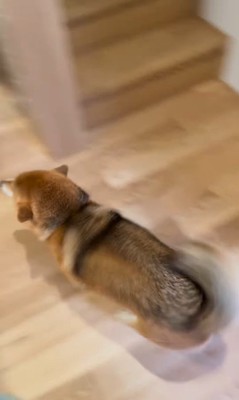 お客さんを熱烈歓迎するはちちゃん2