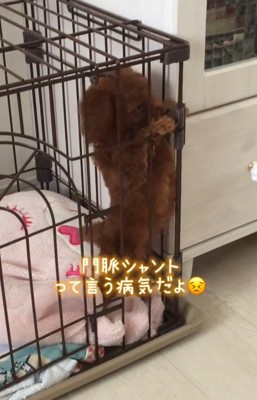 門脈シャントを抱えていた