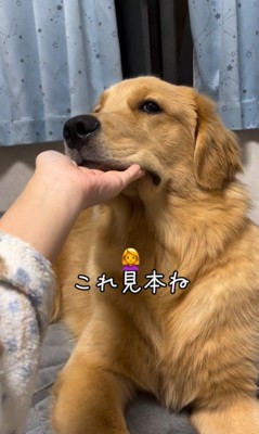 上を向いてほしい飼い主さんVSモンガータくん7