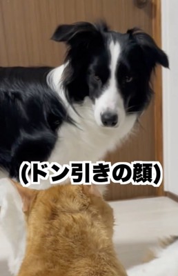 「…？？？」