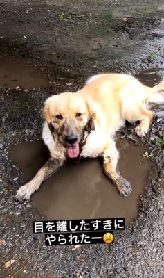 水溜まりに入るむぎちゃん5