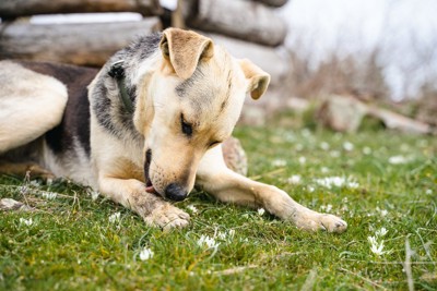 前足を舐めている犬