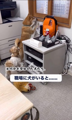 社員さんを歓迎するフクちゃん＆マロちゃん