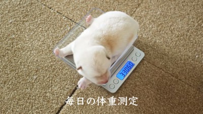 体重測定される子犬