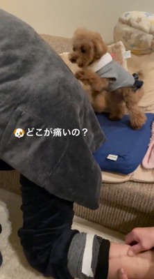 男性の背中を前足で掘る犬
