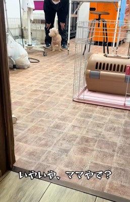 横を向くモカちゃん