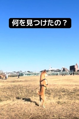 2本足で立つごぅちゃん