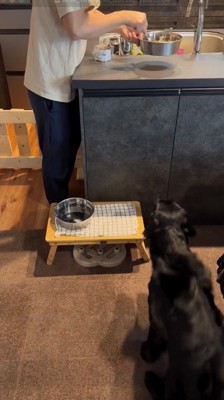 器を振る飼い主を前かがみになって見つめる犬