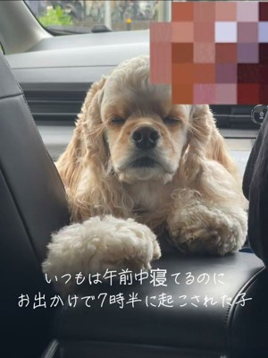 早起きした日のエルくん2