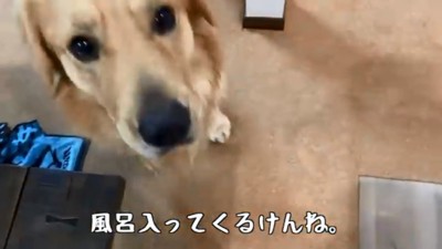 パパさんを見上げるベンツくん