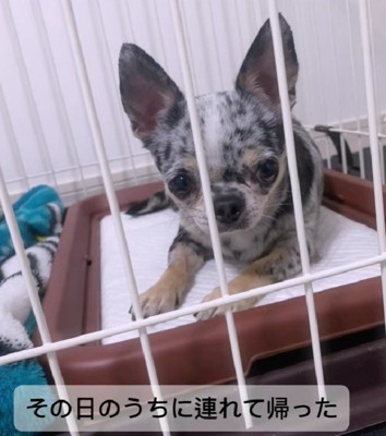 その日のうちにお迎えした