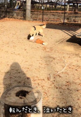 転んだ子どものそばに駆けつける犬