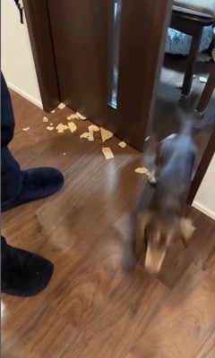 お留守番中にイタズラしたルクちゃん3