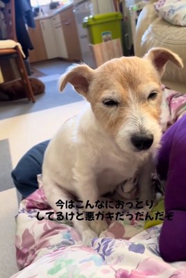 眠そうなミントちゃん